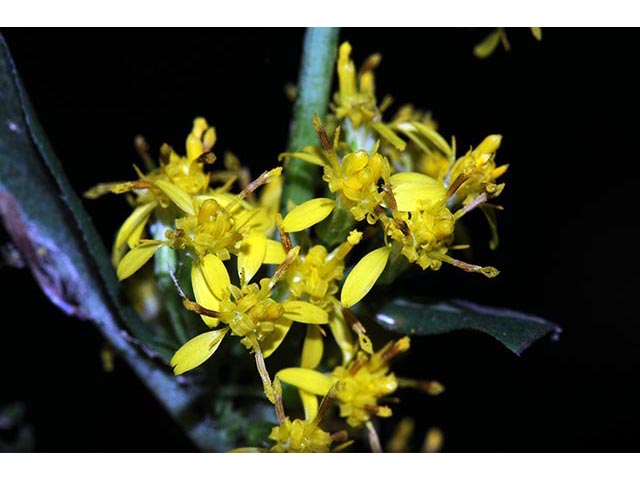 Solidago caesia var. caesia (Wreath goldenrod) #73900