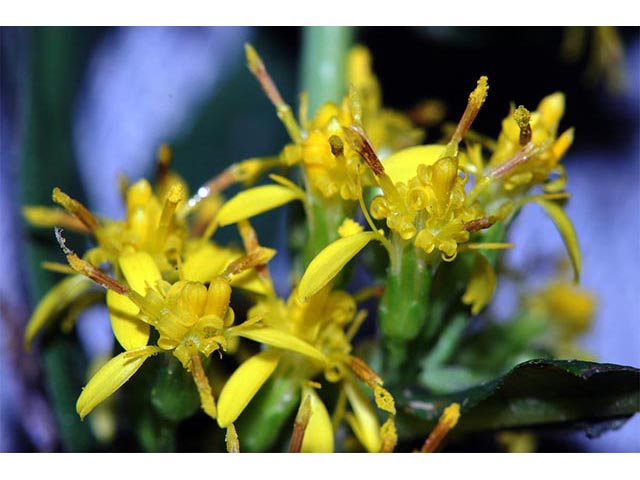 Solidago caesia var. caesia (Wreath goldenrod) #73901