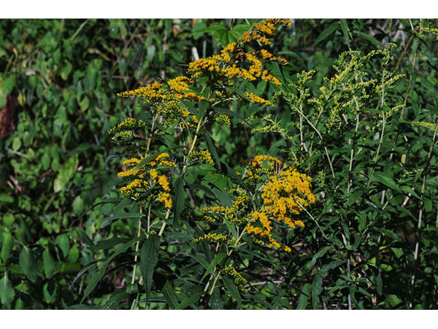 Solidago canadensis var. canadensis (Canada goldenrod) #73923