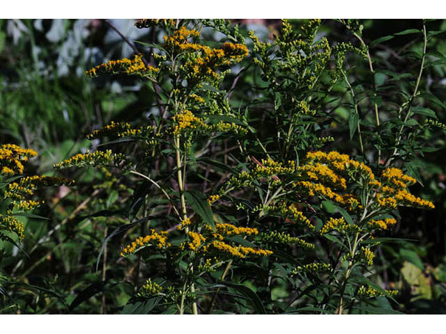 Solidago canadensis var. canadensis (Canada goldenrod) #73924