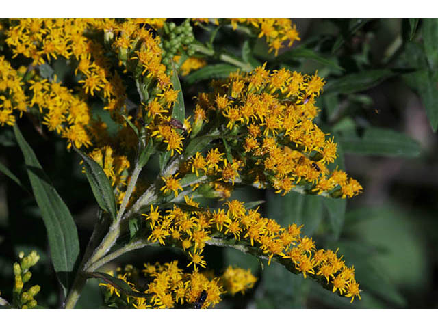 Solidago canadensis var. canadensis (Canada goldenrod) #73925