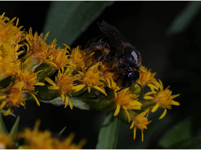 Solidago canadensis var. canadensis (Canada goldenrod) #73928