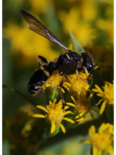 Solidago canadensis var. canadensis (Canada goldenrod) #73930