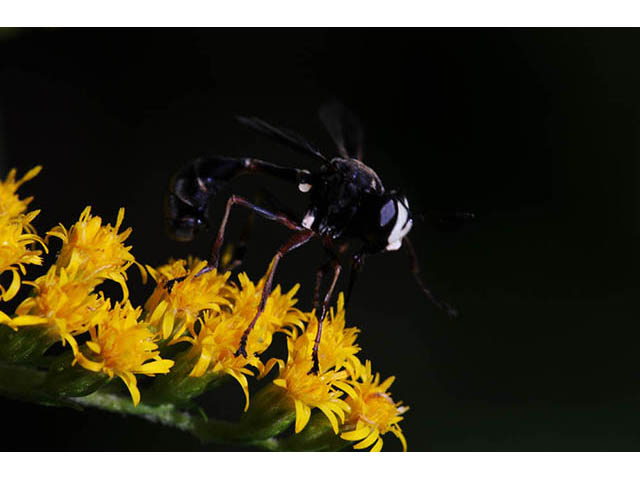 Solidago canadensis var. canadensis (Canada goldenrod) #73931