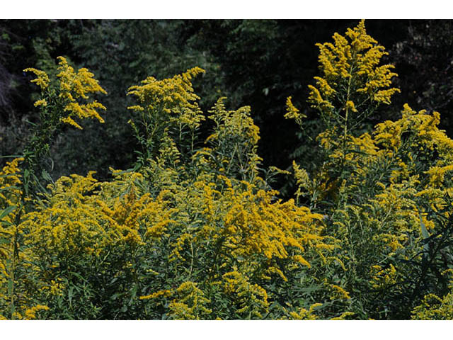 Solidago canadensis var. canadensis (Canada goldenrod) #73932