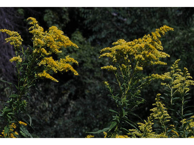 Solidago canadensis var. canadensis (Canada goldenrod) #73935