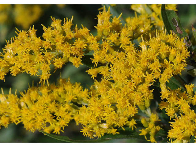 Solidago canadensis var. canadensis (Canada goldenrod) #73937