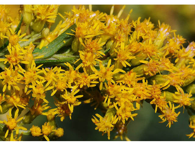 Solidago canadensis var. canadensis (Canada goldenrod) #73942