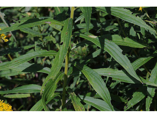 Solidago canadensis var. canadensis (Canada goldenrod) #73943