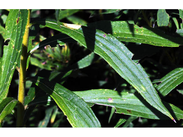 Solidago canadensis var. canadensis (Canada goldenrod) #73944