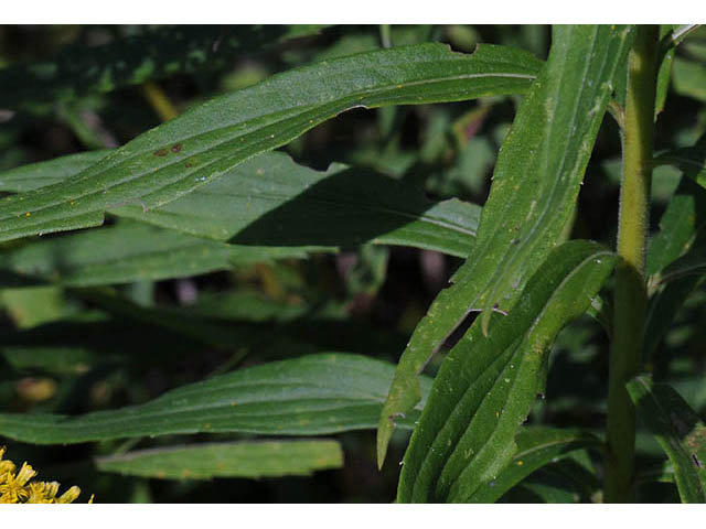 Solidago canadensis var. canadensis (Canada goldenrod) #73945