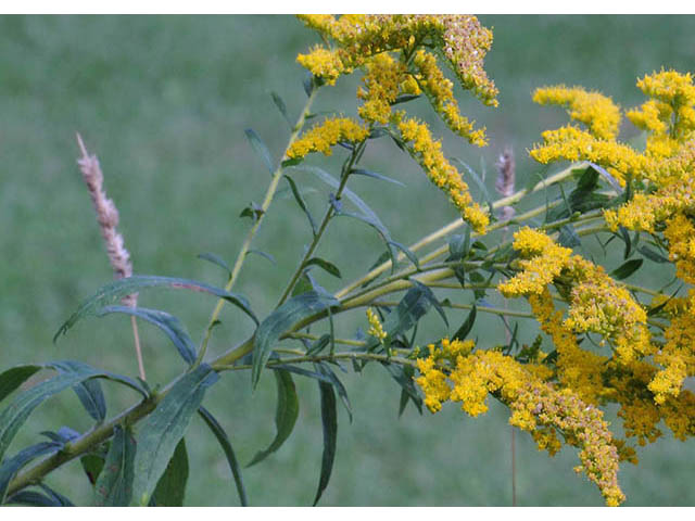 Solidago canadensis var. canadensis (Canada goldenrod) #73947