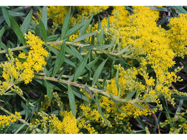 Solidago canadensis var. canadensis (Canada goldenrod) #73949