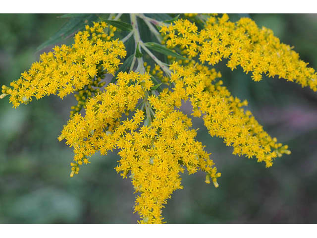 Solidago canadensis var. canadensis (Canada goldenrod) #73950