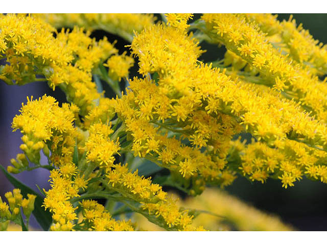 Solidago canadensis var. canadensis (Canada goldenrod) #73953