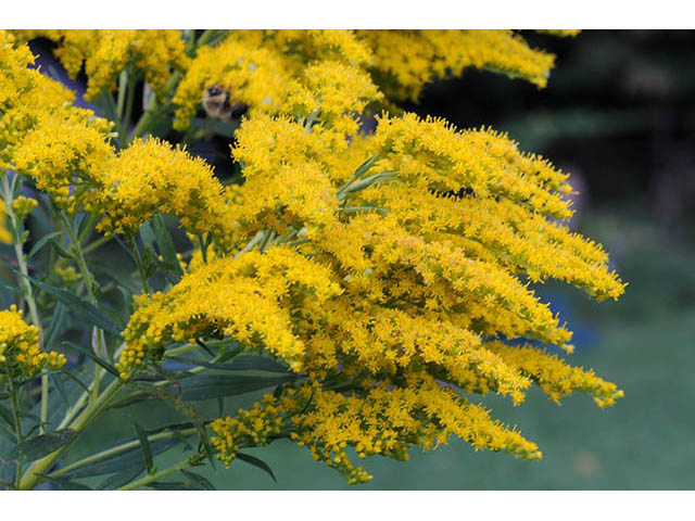 Solidago canadensis var. canadensis (Canada goldenrod) #73954