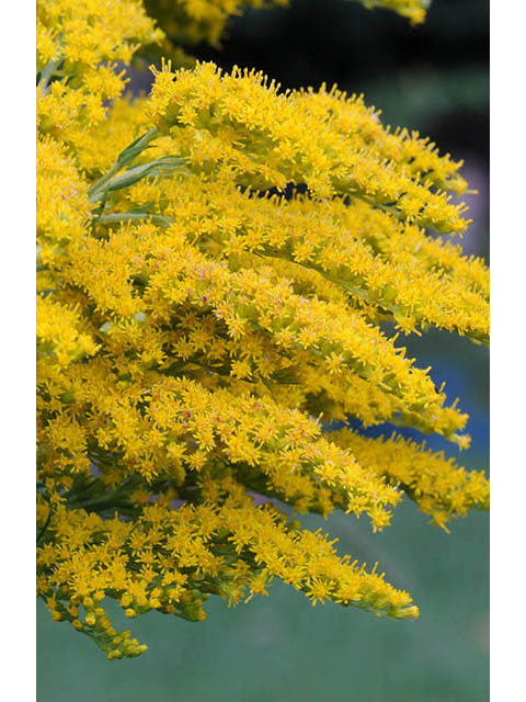 Solidago canadensis var. canadensis (Canada goldenrod) #73955