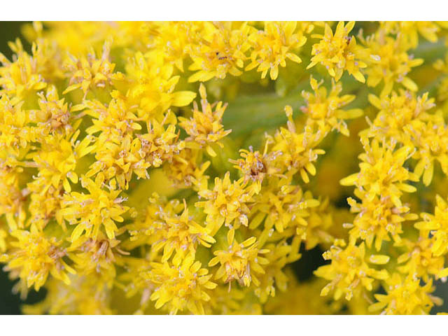 Solidago canadensis var. canadensis (Canada goldenrod) #73958