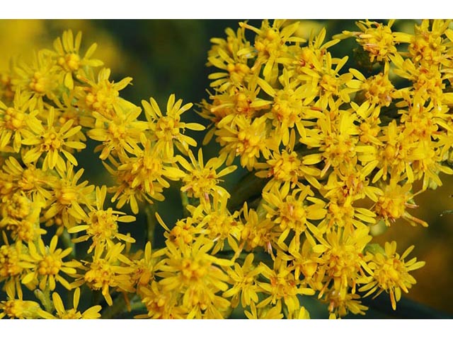 Solidago canadensis var. canadensis (Canada goldenrod) #73960