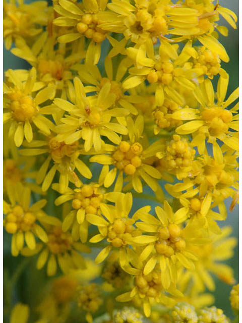 Solidago canadensis var. canadensis (Canada goldenrod) #73962