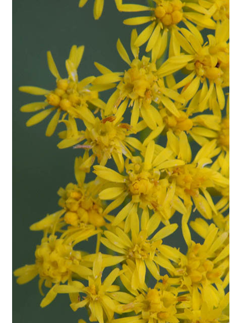 Solidago canadensis var. canadensis (Canada goldenrod) #73963