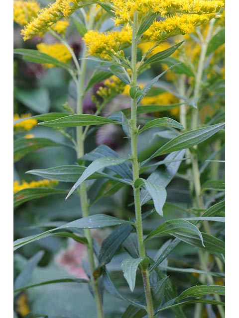 Solidago canadensis var. canadensis (Canada goldenrod) #73964