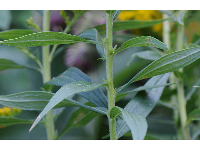 Solidago canadensis var. canadensis (Canada goldenrod) #73965