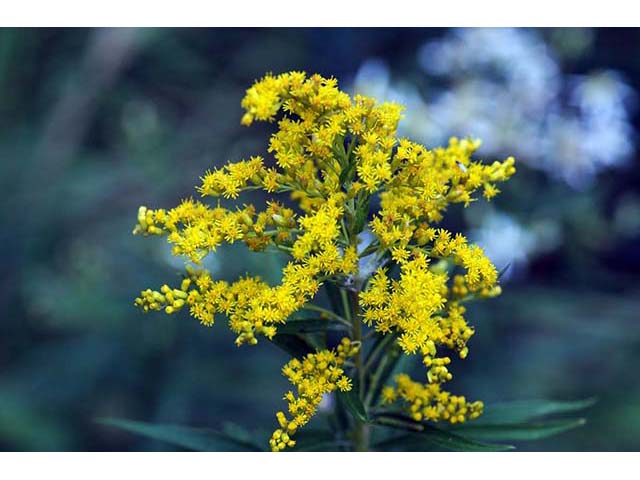 Solidago canadensis var. canadensis (Canada goldenrod) #73968