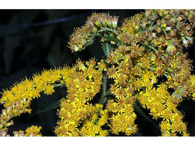 Solidago canadensis var. canadensis (Canada goldenrod) #73970