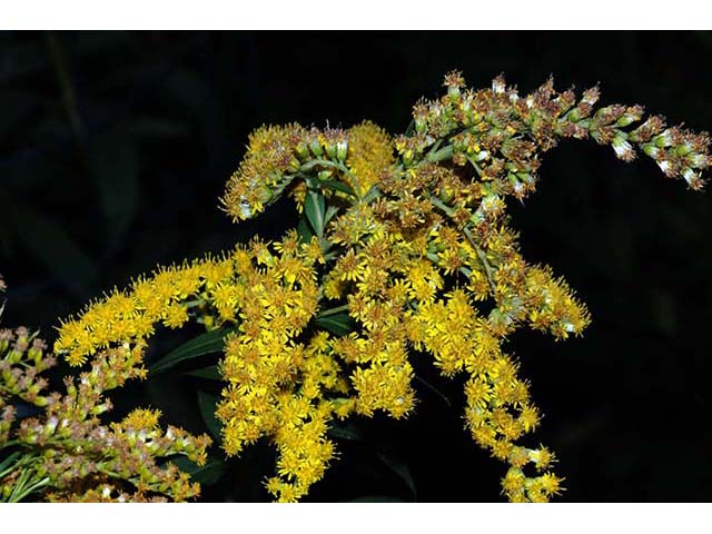 Solidago canadensis var. canadensis (Canada goldenrod) #73971