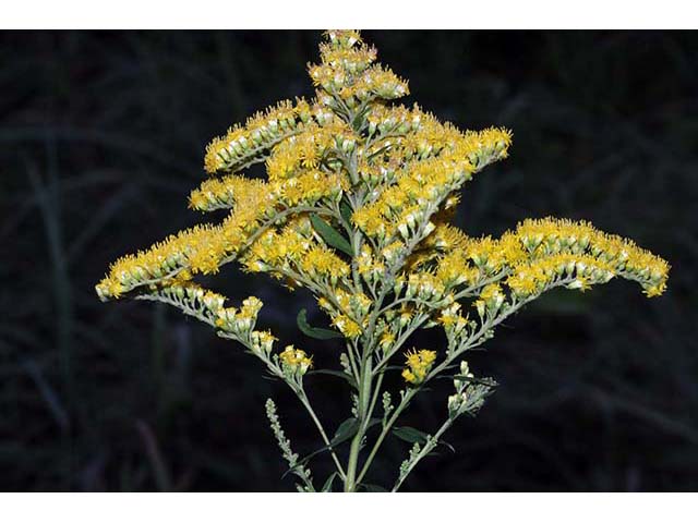 Solidago canadensis var. canadensis (Canada goldenrod) #73972