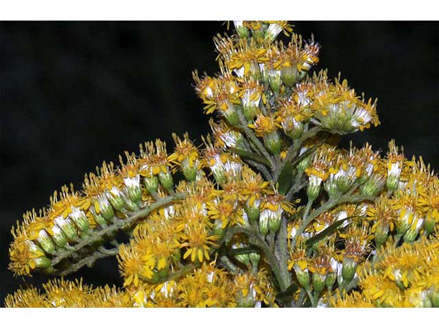 Solidago canadensis var. canadensis (Canada goldenrod) #73973