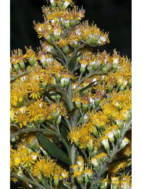 Solidago canadensis var. canadensis (Canada goldenrod) #73975