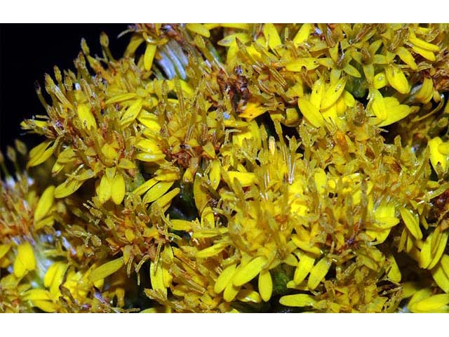 Solidago canadensis var. canadensis (Canada goldenrod) #73978