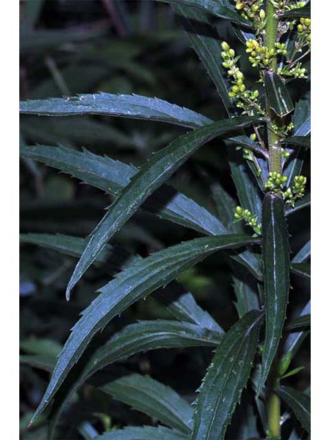 Solidago canadensis var. canadensis (Canada goldenrod) #73981