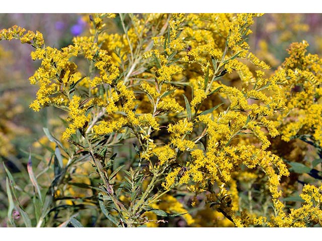 Solidago canadensis var. canadensis (Canada goldenrod) #73984