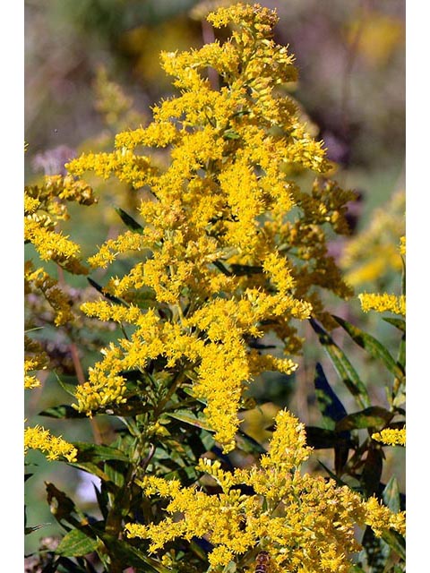 Solidago canadensis var. canadensis (Canada goldenrod) #73988