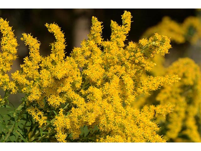 Solidago canadensis var. canadensis (Canada goldenrod) #73990