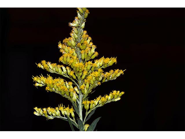 Solidago canadensis var. canadensis (Canada goldenrod) #74007