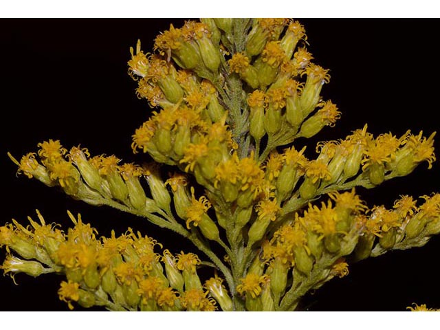 Solidago canadensis var. canadensis (Canada goldenrod) #74008