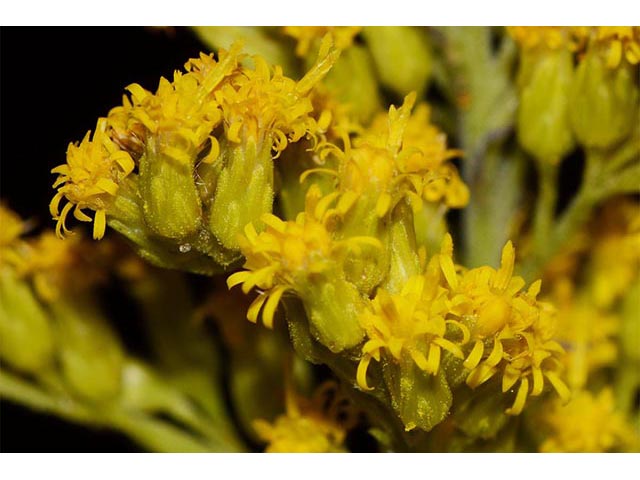 Solidago canadensis var. canadensis (Canada goldenrod) #74010