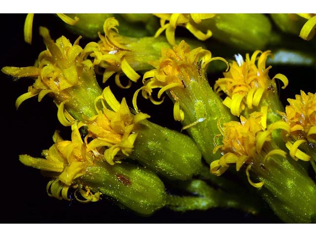 Solidago canadensis var. canadensis (Canada goldenrod) #74018