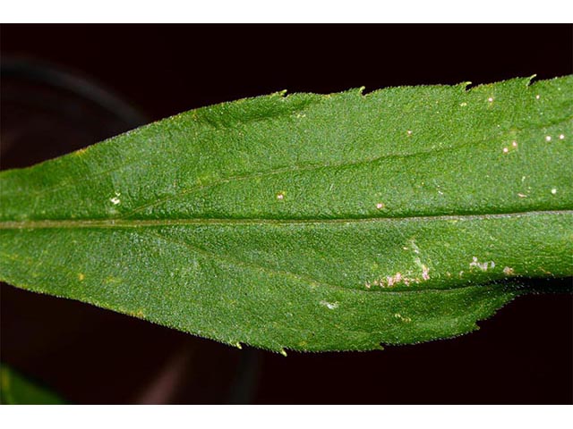 Solidago canadensis var. canadensis (Canada goldenrod) #74021