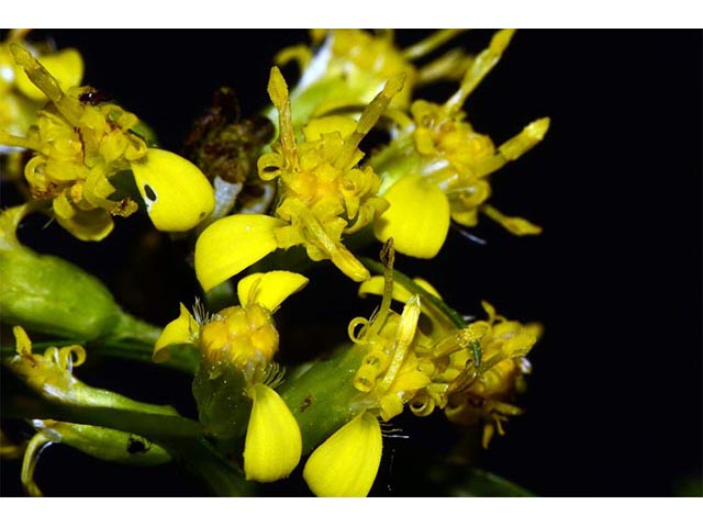 Solidago flexicaulis (Zigzag goldenrod) #74134