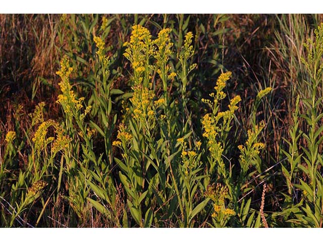 Solidago sempervirens var. sempervirens (Seaside goldenrod) #74148