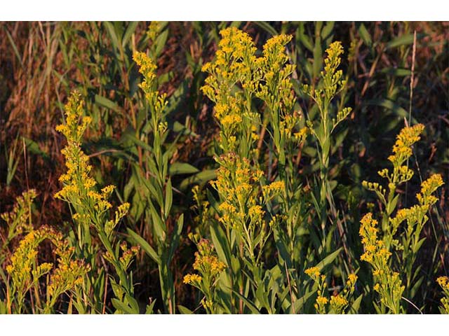 Solidago sempervirens var. sempervirens (Seaside goldenrod) #74149