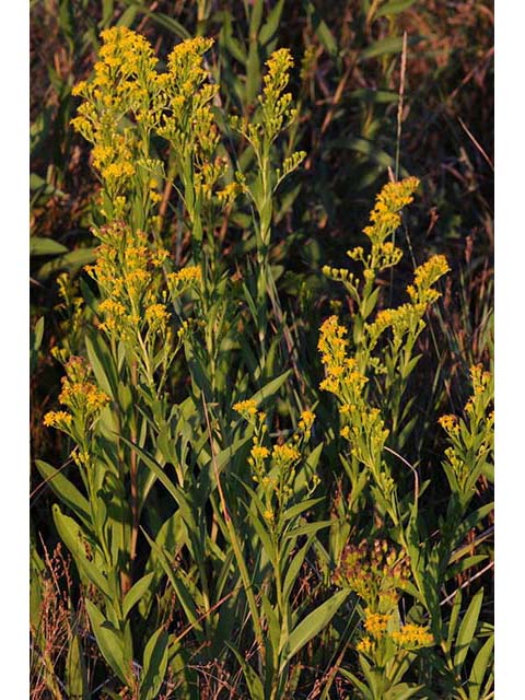 Solidago sempervirens var. sempervirens (Seaside goldenrod) #74150