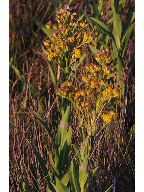 Solidago sempervirens var. sempervirens (Seaside goldenrod) #74152