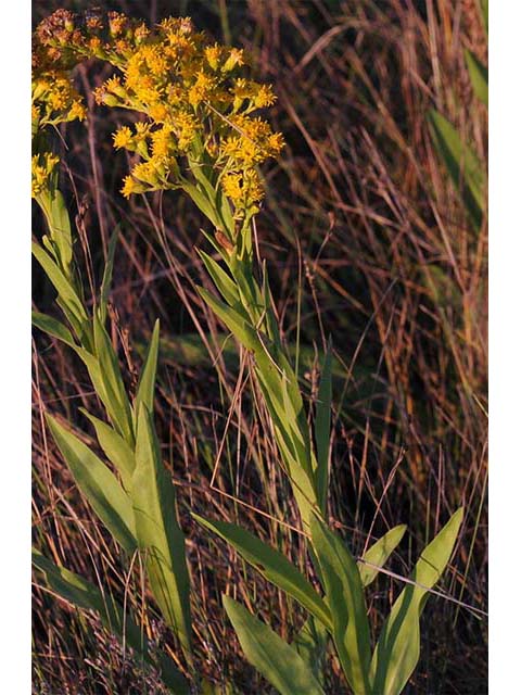 Solidago sempervirens var. sempervirens (Seaside goldenrod) #74153