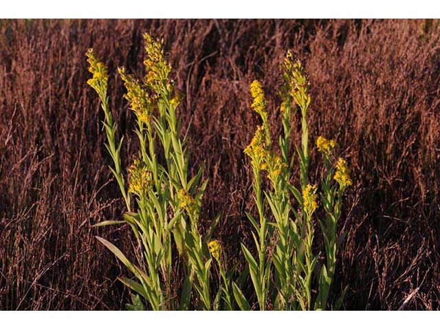 Solidago sempervirens var. sempervirens (Seaside goldenrod) #74154